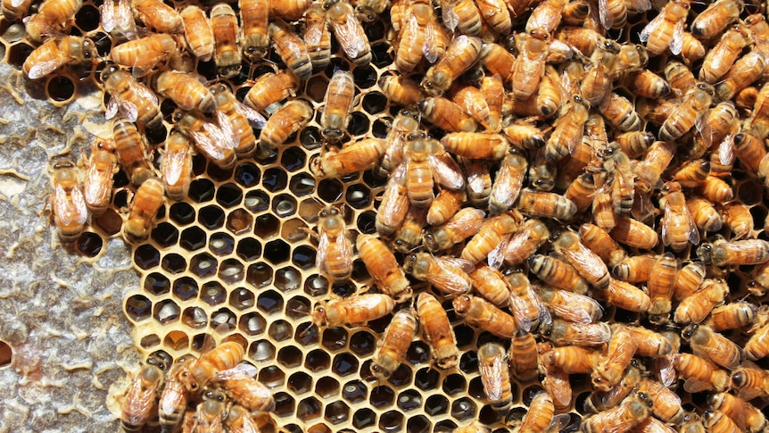 A close shot of many bees bunched on a tray that has been taken out of a hive.