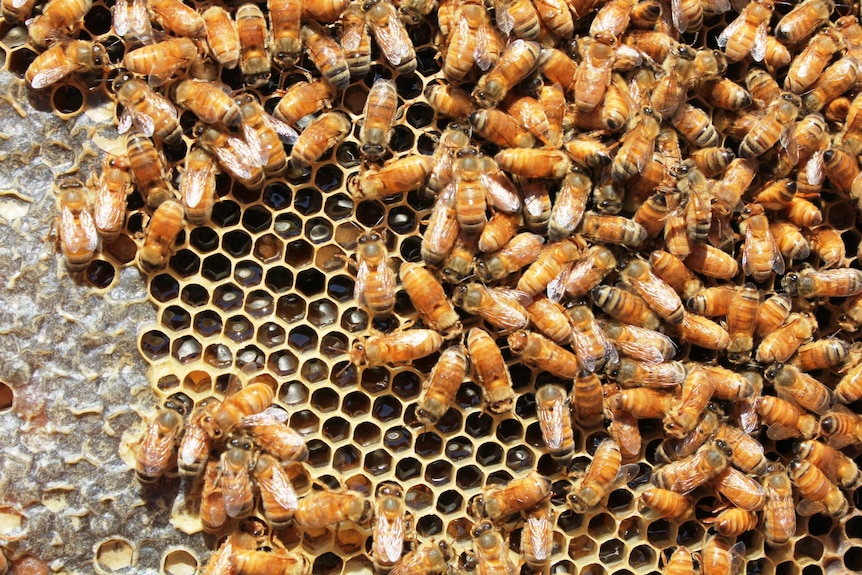 A close shot of many bees bunched on a tray that has been taken out of a hive.