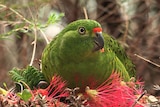 Western ground parrot