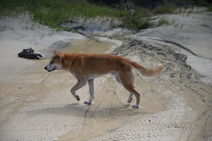 A male dingo walks along the eastern beach at Fraser Island.