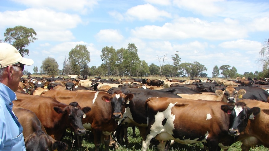 Dairy cattle grazing