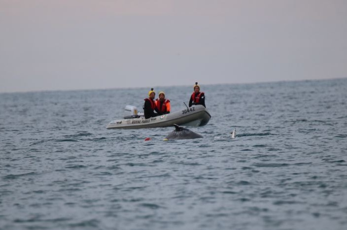 Rescuers on a boat working to free a humpback whale trapped in nets