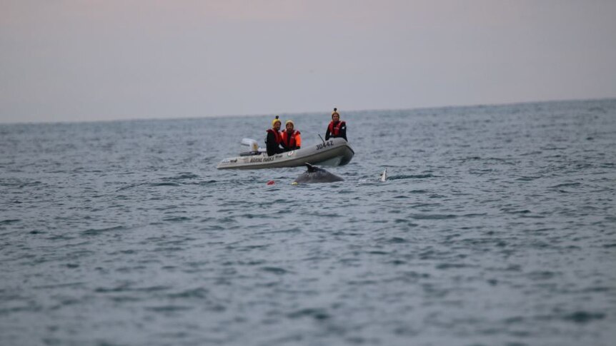 Rescuers on a boat working to free a humpback whale trapped in nets