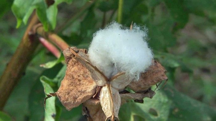 Cotton Pickin' - Gardening Australia