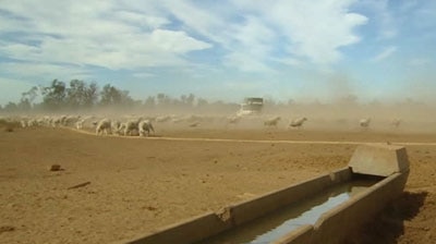 A farmer feeds a flock of sheep.