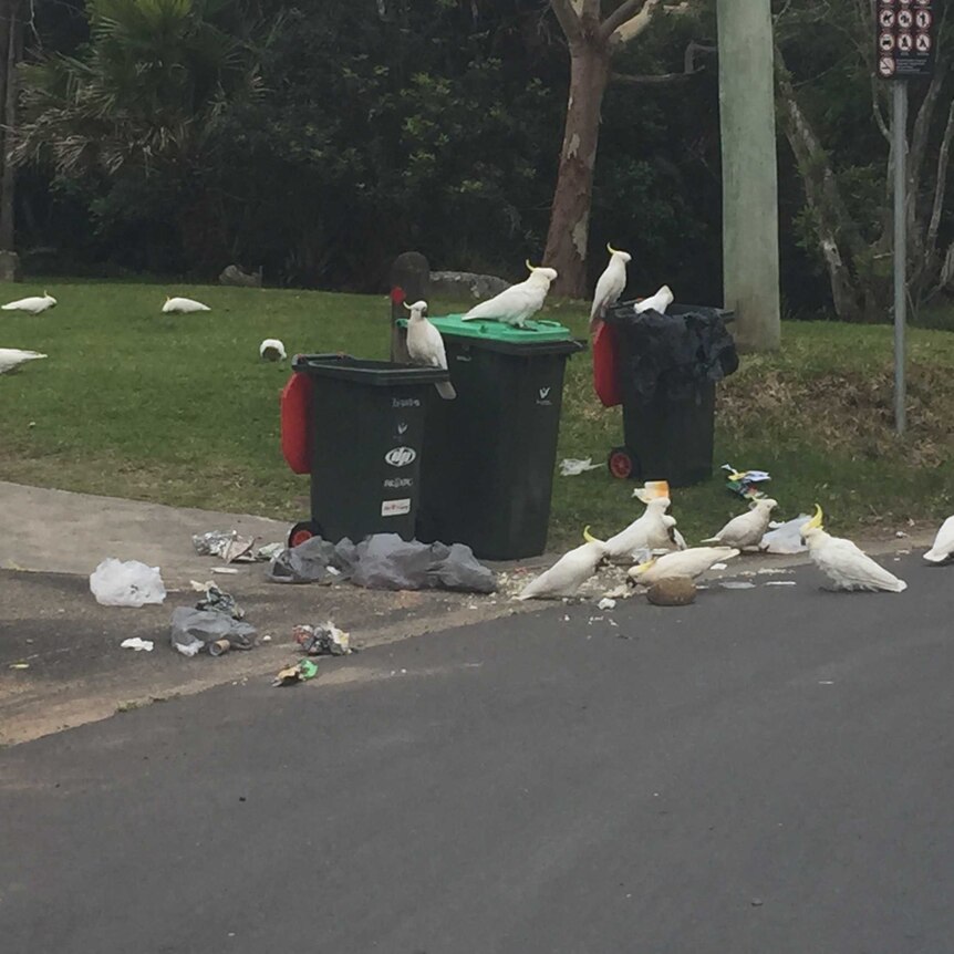 Wheelie bins with many cockies and lots of rubbish lying around on the ground.