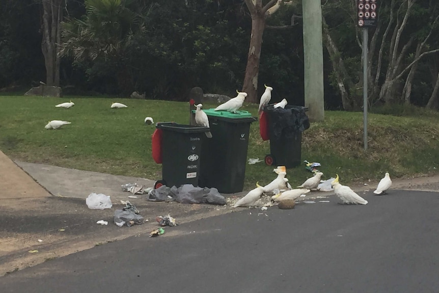 A group of cockatoos near some opened wheelie bins with rubbish all around them