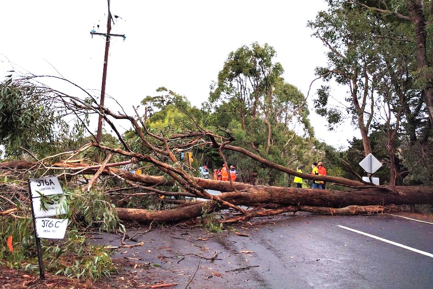 A tree fallen across Lobethal Road at Ashton