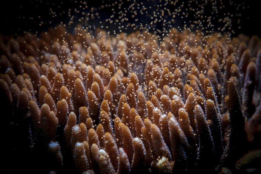 A Millepora coral spawning