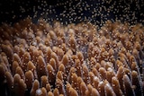 A Millepora coral spawning