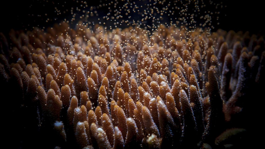 A Millepora coral spawning