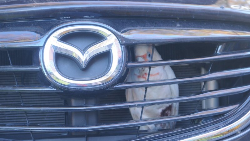 A corella stuck in the grille in Echuca.