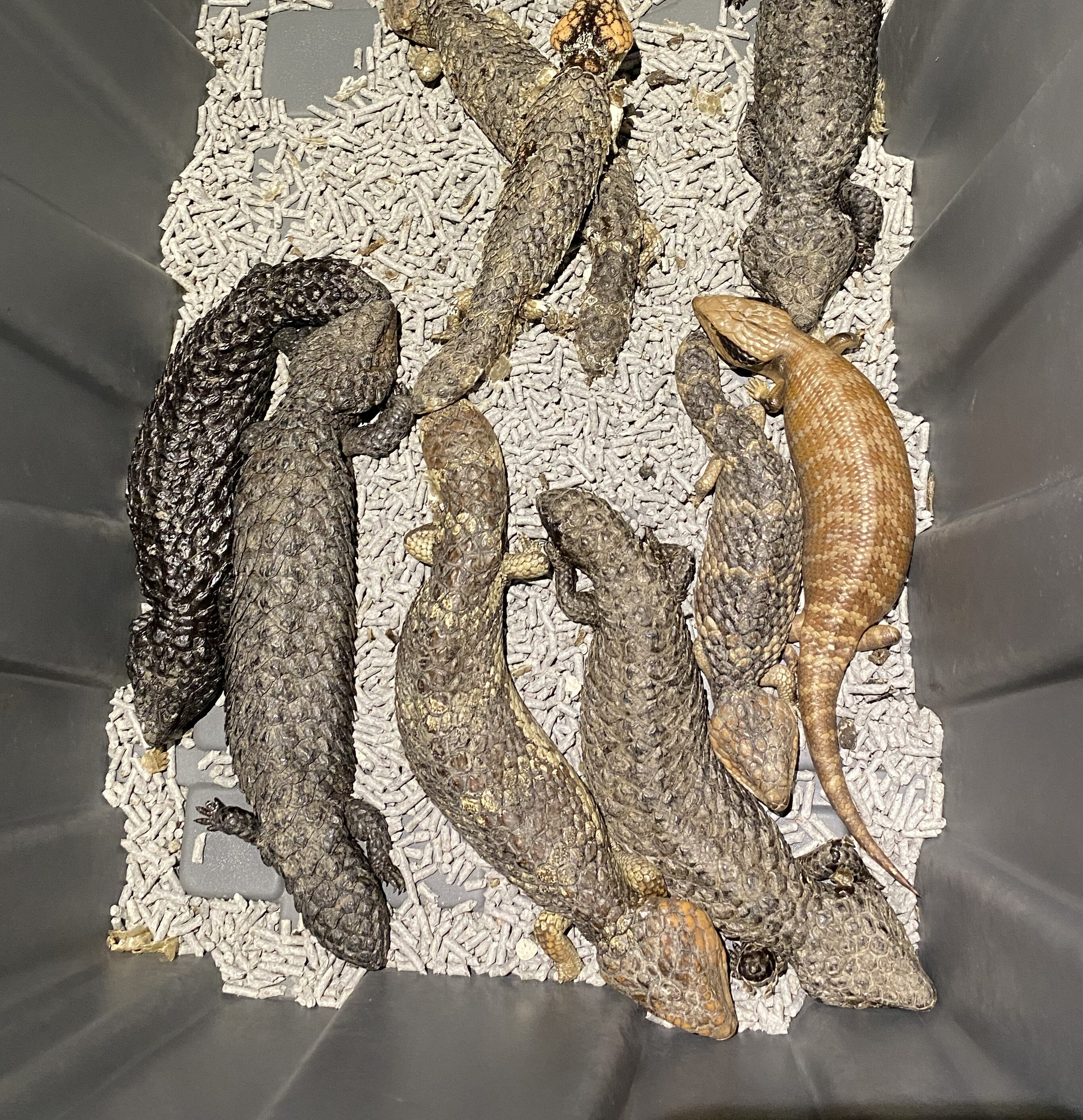 Lizards in a box