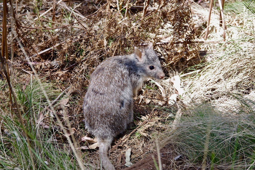 A rufous bettong, kangaroo-like creature in the bush.