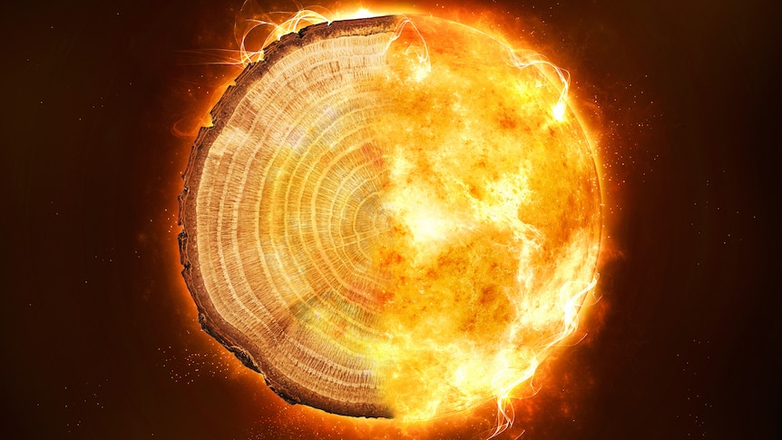 Composite image of tree rings and sun