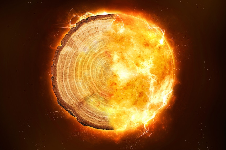 Composite image of tree rings and sun