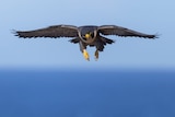 A bird with a large wing span flying