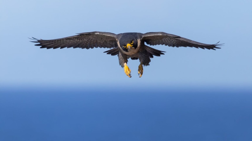 A bird with a large wing span flying