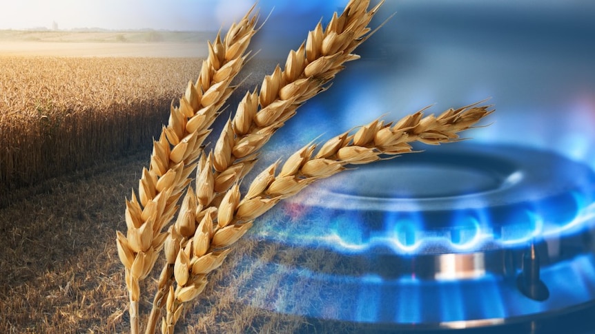 A picture combines an image of a head of wheat and a gas burner.