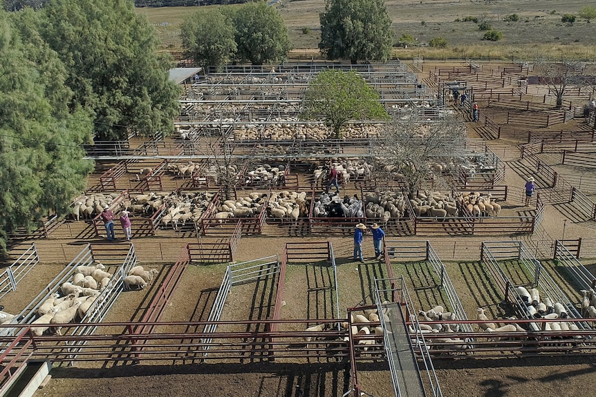 An aerial view of the Warwick saleyards in June 2019, with sheep in pens below.