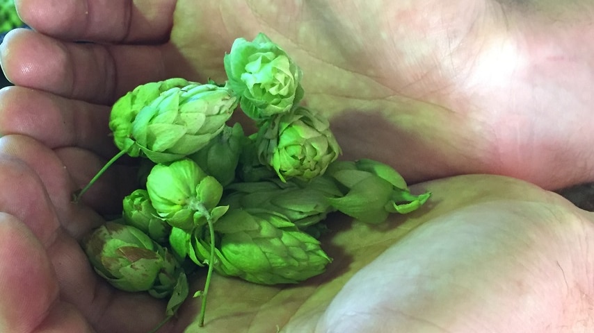 The first hops of the season from Tasmania's 2017 harvest at Bushy Park