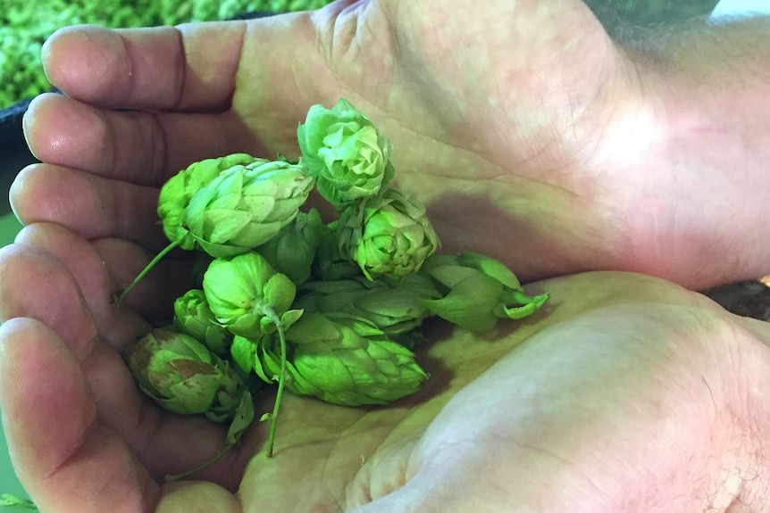 The first hops of the season from Tasmania's 2017 harvest at Bushy Park
