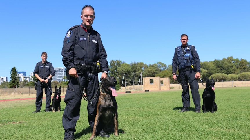 Three WA Police officers with k9 squad dogs in training.