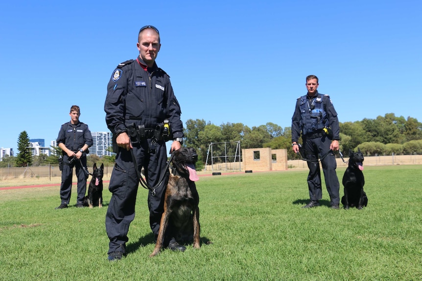 Three WA Police officers with k9 squad dogs in training.