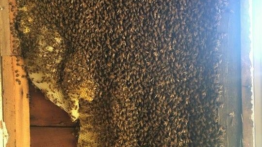 A large beehive inside a wall cavity
