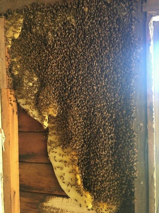 A large beehive inside a wall cavity