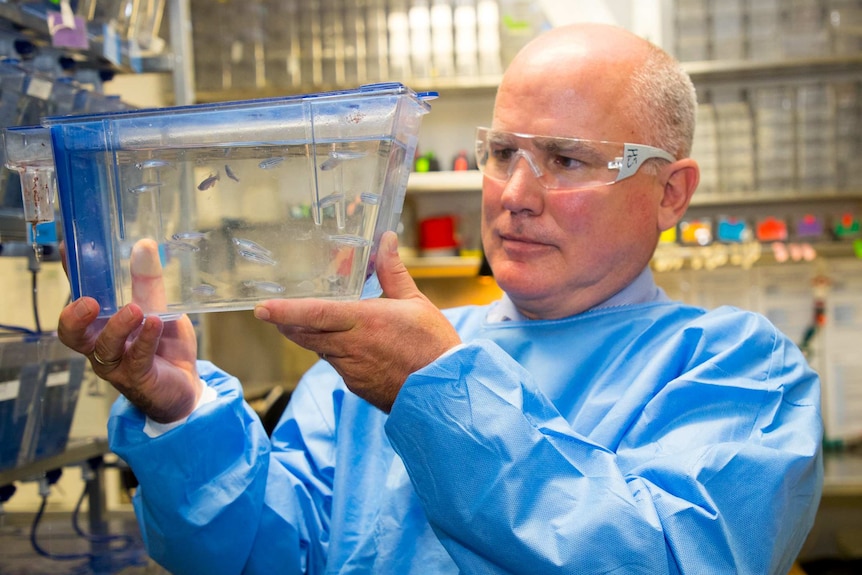 Neurologist Dominic Rowe wears a blue lab coat and looks at fish in water at a laboratory.