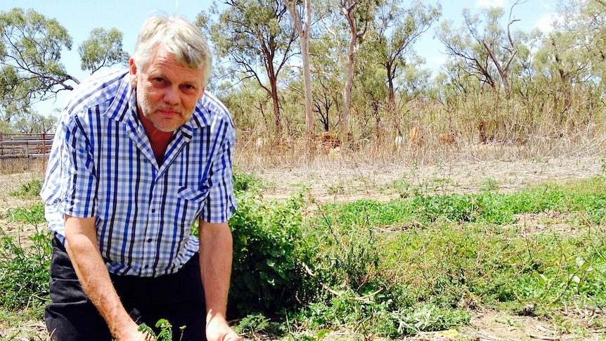 Chris Gardiner holds some of the Desmanthus legumes in a paddock at James Cook University.