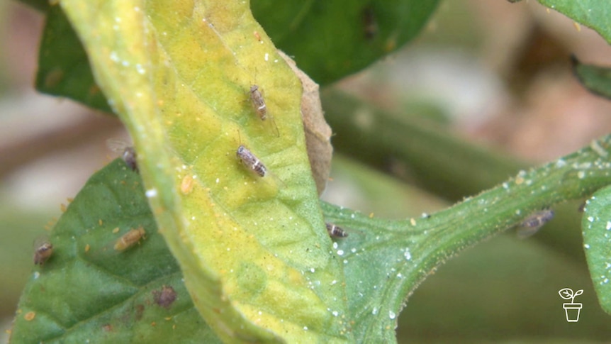 Bugs crawling on leaves of plant