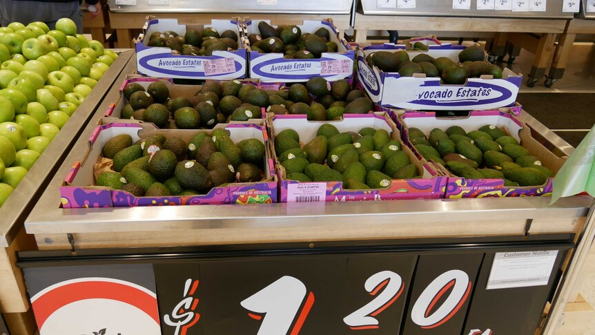 Shelf covered in ripe avocados selling for $1.20 each