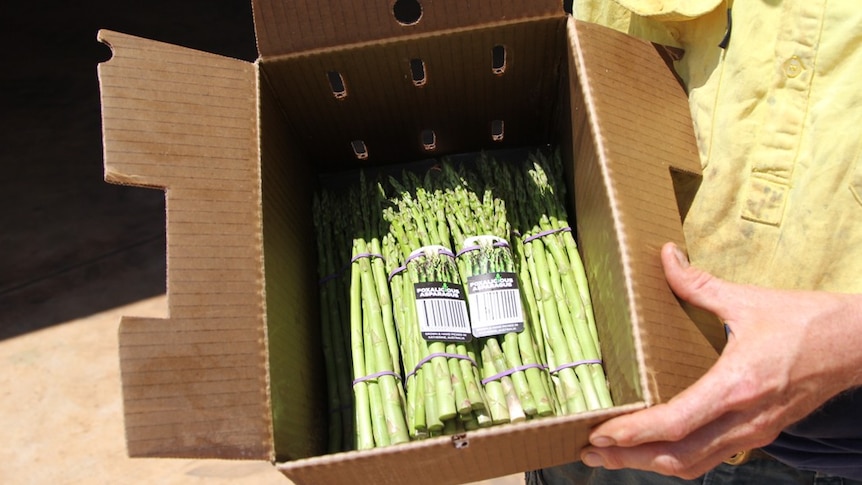 a man holds a box of asparagus
