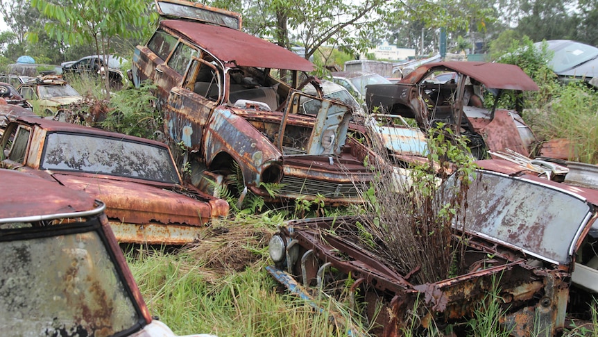Plants grow through rusted cars at Gold Coast Auto Wreckers