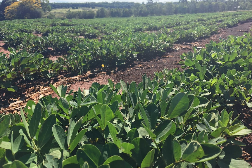 Rob Patch's peanut crops in Kingaroy