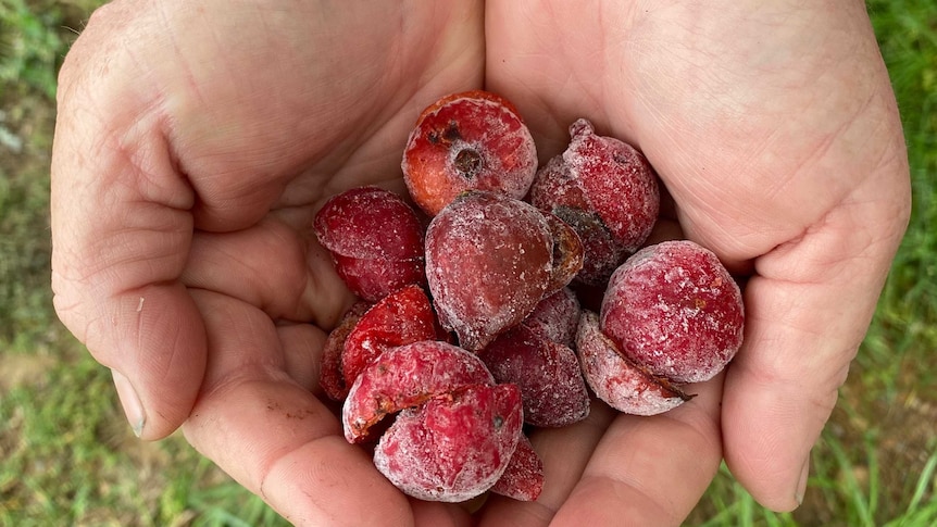 A handful of frozen quandongs.