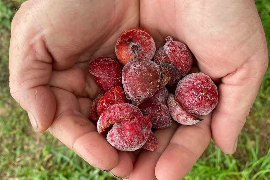 A handful of frozen quandongs.