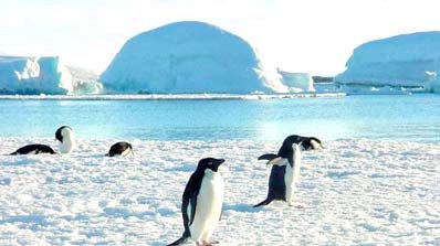 Adelie penguins at Gardners Island, Davis Station.