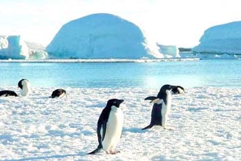 Adelie penguins at Gardners Island, Davis Station.
