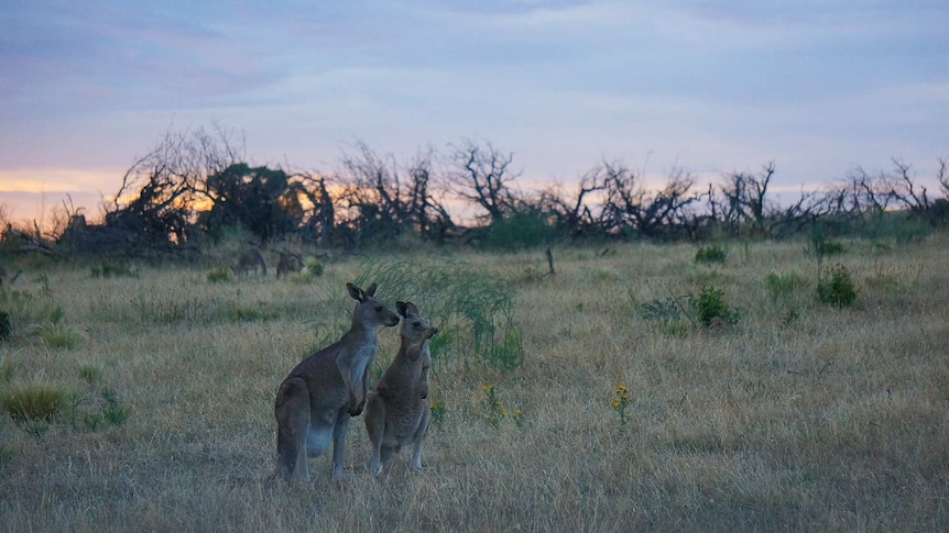 Kangaroos at Mt Panorama makeshift compound