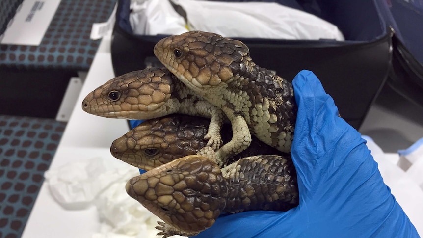 Four of the bobtail lizards being held by a Parks and Wildlife official wearing a blue glove.