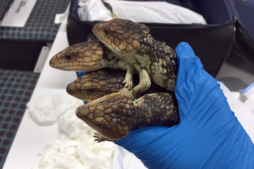 Four of the bobtail lizards being held by a Parks and Wildlife official wearing a blue glove.