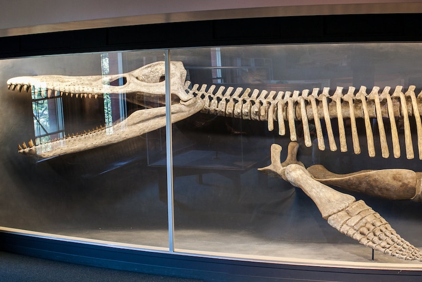 Marine reptile bones on display