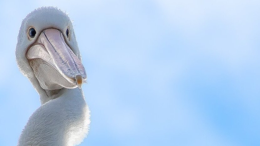 A pelican looks down on the photographer.
