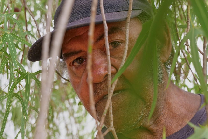 Raymond is looking at the camera through the branches of a Kurrajong tree
