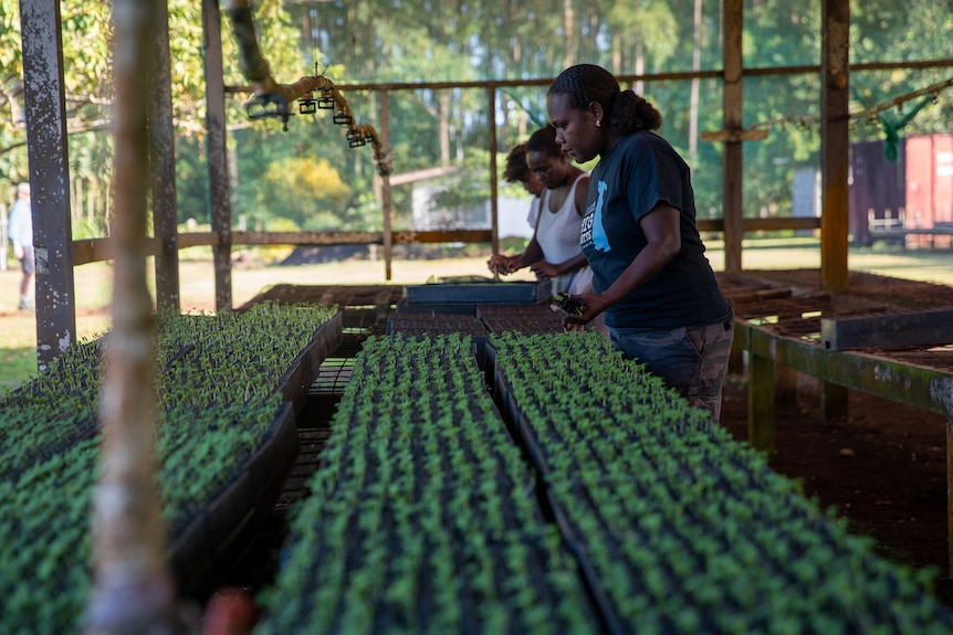Hundreds of small seedlings sit in rows on a raised platform, underneath irrigation pipes. Three workers are tending to them.