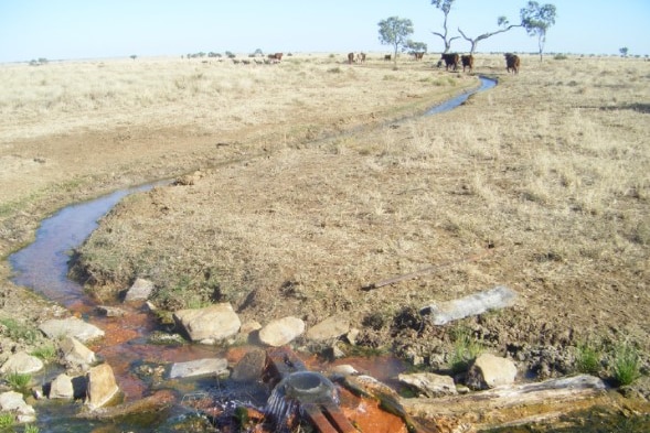 An artesian bore with water flowing into a small stream through a paddock