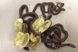 Eastern brown snake babies